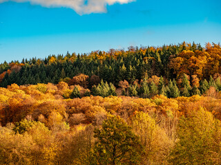 Fototapeta premium Herbstwald