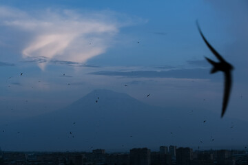 Ararat and seagull in flight