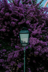 street lamp and flowers