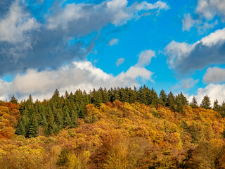 Herbstwald