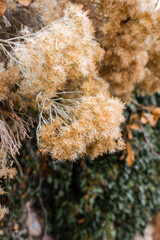 Fluffy plant in the fall