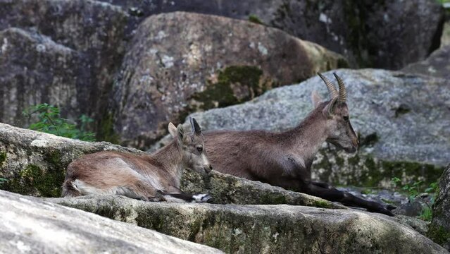 Male mountain ibex or capra ibex sitting on a rock in a german park