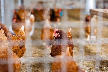 View through cage of hens standing in chicken coop © JackF