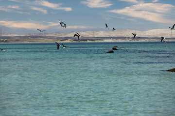 seagulls on the beach