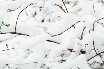 bush branches covered with snow