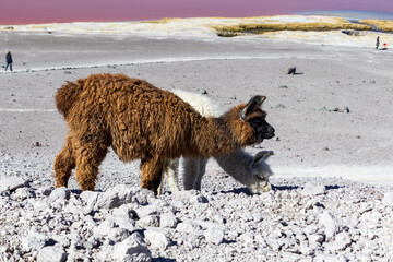 Alpaca on rocky terrain, in Bolivia.