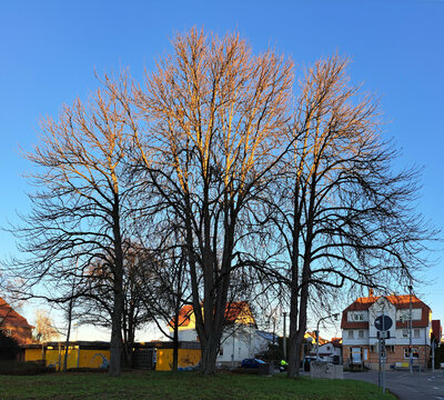 Baumgruppe ohne Laub im Winter, vor strahlend blauem Himmel. 
Die Krone wird oben von der Sonne beschienen,  unten liegen die St&auml;mme im Schatten. Im Hintergrund eine Stra&szlig;e mit H&auml;usern. 