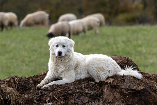 A Maremma guardian sheepdog sitting on a muck heap.