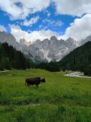 Naklejka premium cow on the mountain