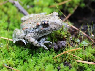 toad on the moss