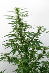 Cannabis plant on a white background
