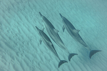 A REAL Photo of Wild Hawaiian Spinner Dolphins Swimming in beautiful clear water in Hawaii 