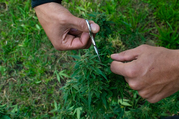 Pruning cannabis plants. A hand using scissors to prune a marijuana plant.
