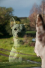 reflection of watch dog