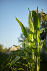 Rows of green corn growing in the sun