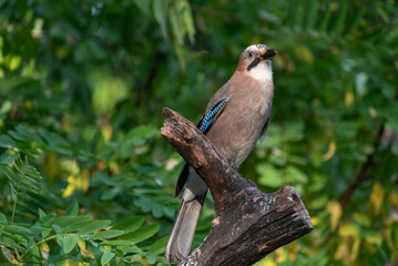 The Eurasian jay, Garrulus glandarius, is a species of passerine bird in the crow family Corvidae.