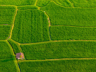 Aerial scenic drone view over rice fields in Bali island. Green rice terraces located next to Ubud...