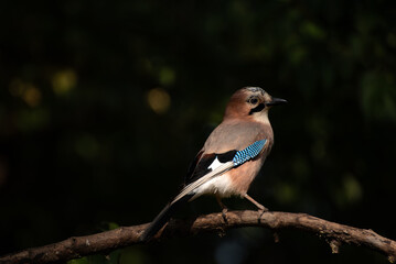 The Eurasian jay, Garrulus glandarius, is a species of passerine bird in the crow family Corvidae.