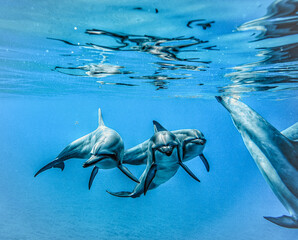 Wild Hawaiian Spinner Dolphins Stare into the camera for the Photo 