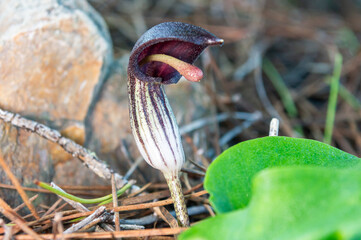 Delicacy on the Forest Floor: Arisarum Vulgare Flower amid Green Leaves and Gray Rock.