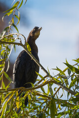 A Cormorant is Resting in a Weeping Willow on a Beautiful Autumn Morning