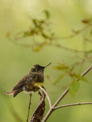 colibri posado en una rama