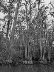 Fototapeta premium trees in the swamp