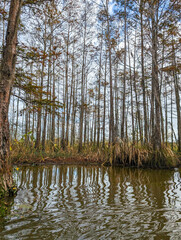 Obraz premium river in the forest