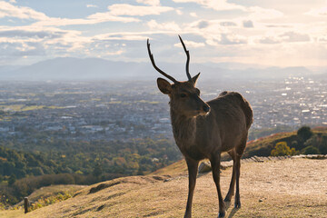 奈良市街を背景に若草山に佇む鹿