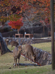 奈良若草山の紅葉と鹿の風景