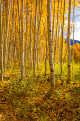 Naklejka premium Curved yellow Aspen trees in Colorado Forest. Wide view of warm sunlight in Autumn Fall season. Leaves scattered across forest floor.