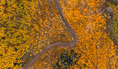 Epic Wide Car Driving Curved Forest Dirt Road With Yellow Aspen Trees Aerial Birds Eye View Looking Straight Down