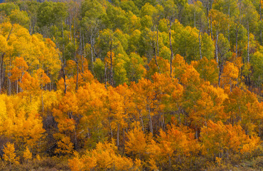 Beautiful Autumn forest scenery of green and yellow aspen trees in Kebler Pass, Colorado.