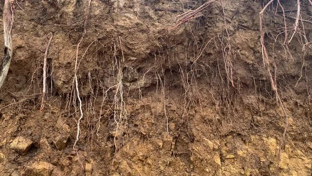Video of cut soil where you can see plant roots. Concept of nature.