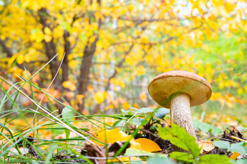 mushroom in a beautiful autumn forest