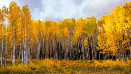 Large forest of yellow Aspen trees in a wide angle view in Autumn. Peak Fall foliage season...