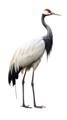 a red-crowned crane (Grus japonensis)  standing, full body, side view in a PNG, Nature-themed, isolated, and transparent photorealistic illustration. Generative ai