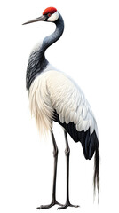 Fototapeta premium a red-crowned crane (Grus japonensis) standing, full body, side view in a PNG, Nature-themed, isolated, and transparent photorealistic illustration. Generative ai