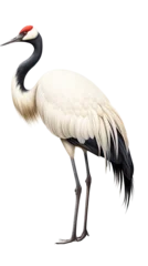 Fotobehang a red-crowned crane (Grus japonensis)  standing, full body, side view in a PNG, Nature-themed, isolated, and transparent photorealistic illustration. Generative ai © Purple Penguin GFX