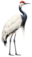 a red-crowned crane (Grus japonensis)  standing, full body, side view in a PNG, Nature-themed, isolated, and transparent photorealistic illustration. Generative ai