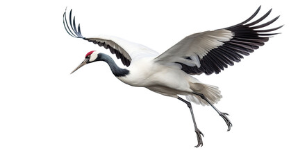 a red-crowned crane (Grus japonensis) in-flight, 3/4 view in a PNG, Nature-themed, isolated, and transparent photorealistic illustration Generative ai - obrazy, fototapety, plakaty