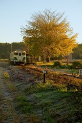 紅葉の銀杏とレトロ列車　小湊鉄道　上総久保駅