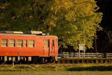 Fototapeta premium 紅葉の銀杏とレトロ列車 小湊鉄道 上総久保駅