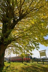 紅葉の銀杏とレトロ列車　小湊鉄道　上総久保駅