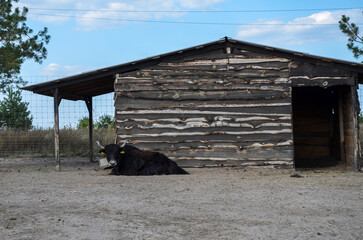 The domestic Tibetan yak largely with big horns and thick black wool rests near his bullpen on a farm