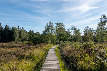Heidelandschaft NSG Struffelt