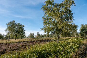 Obraz premium Heidelandschaft NSG Struffelt