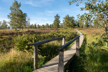 Heidelandschaft NSG Struffelt