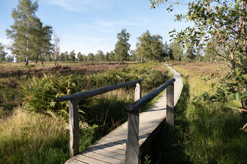 Heidelandschaft NSG Struffelt