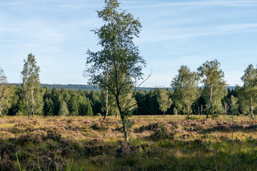 Obraz premium Heidelandschaft NSG Struffelt